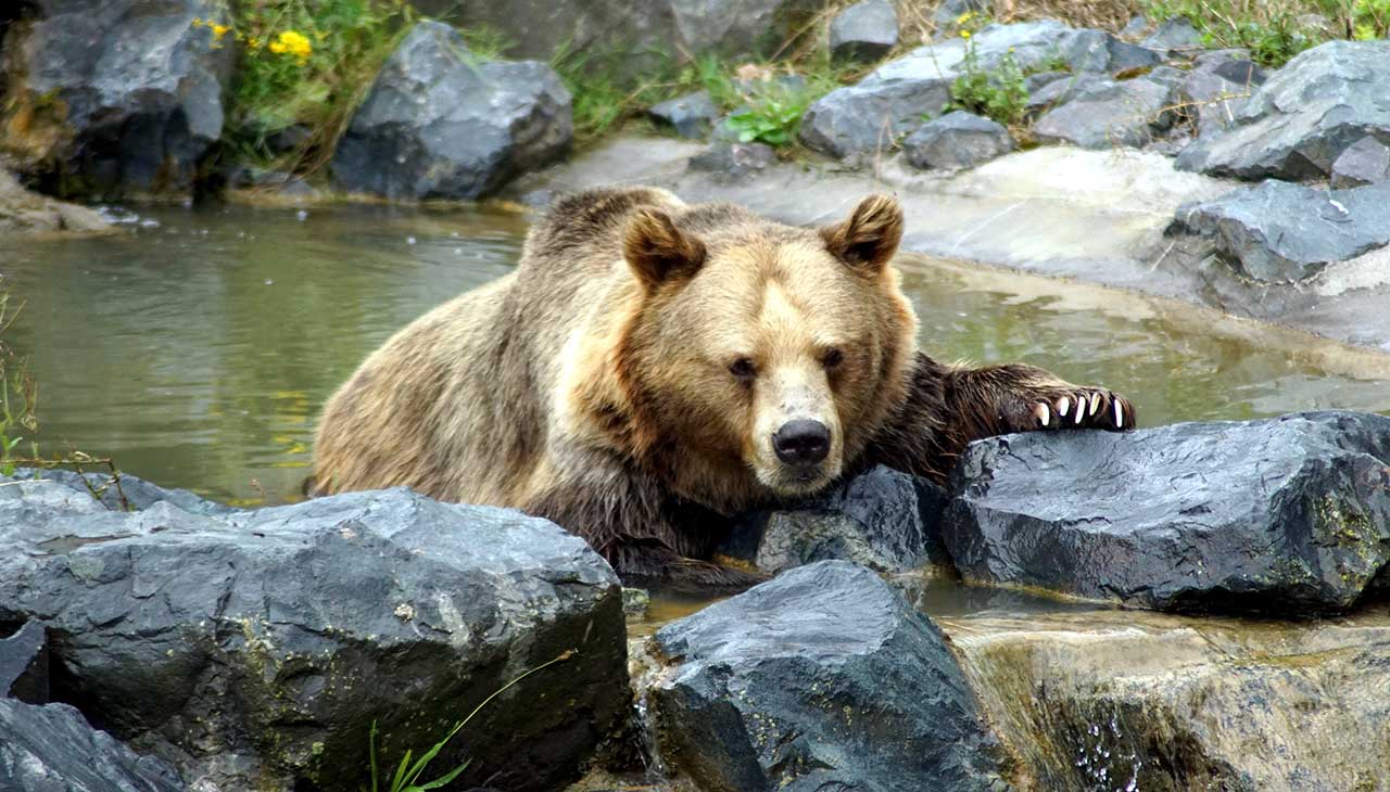 Capturing the Experience: Photography Tips for Kodiak Bear Safaris