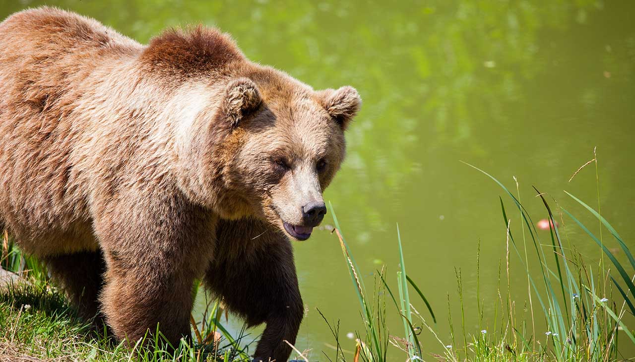 Ethical Hunting Practices in Kodiak Bear Safaris
