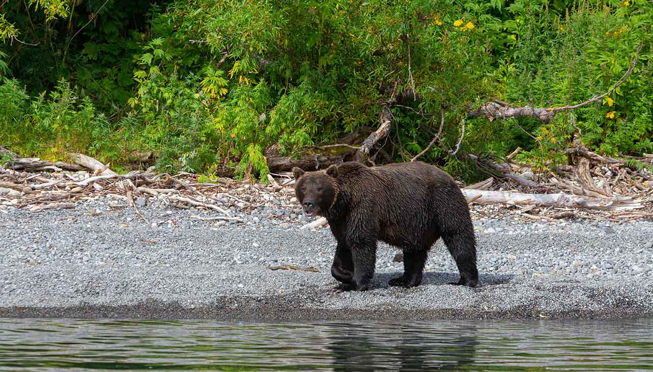 The Majestic Kodiak Bears of Alaska: Understanding the Species